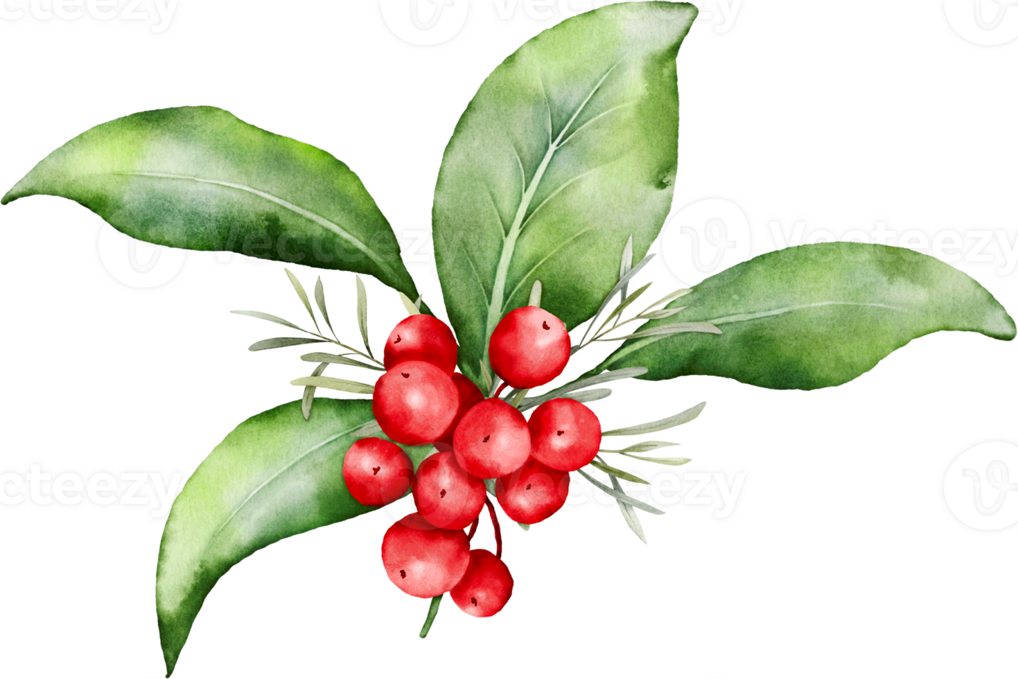 Christmas watercolor of berries and leaves png