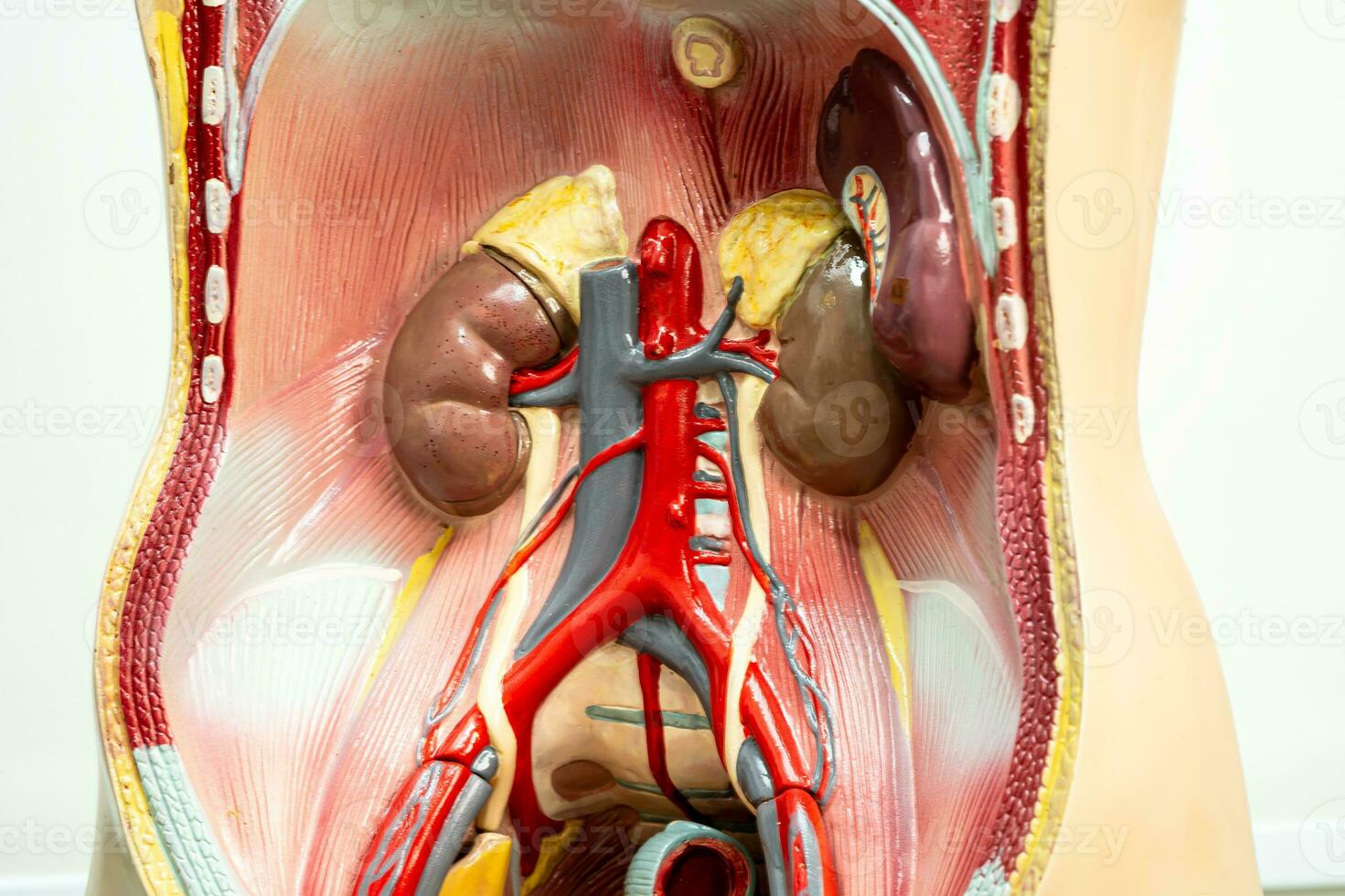 Human kidney model anatomy for medical training course, teaching medicine education. photo