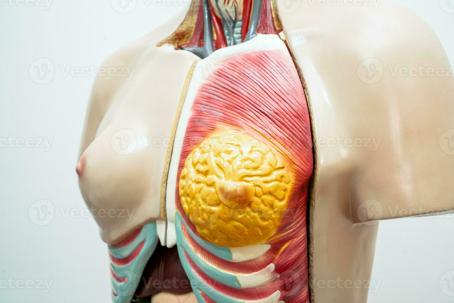 Human breast model anatomy for medical training course, teaching medicine education. photo