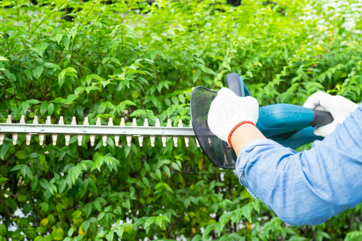 Woman taking care and growing plants, Hobby planting home garden, ornamental pruning. photo