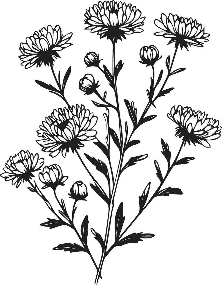 Realistic aster flower coloring pages, aste tattoo drawing, aster drawing, flower cluster drawing, Cute flower coloring pages, illustration vector art, black primrose tattoo anti-stress coloring page