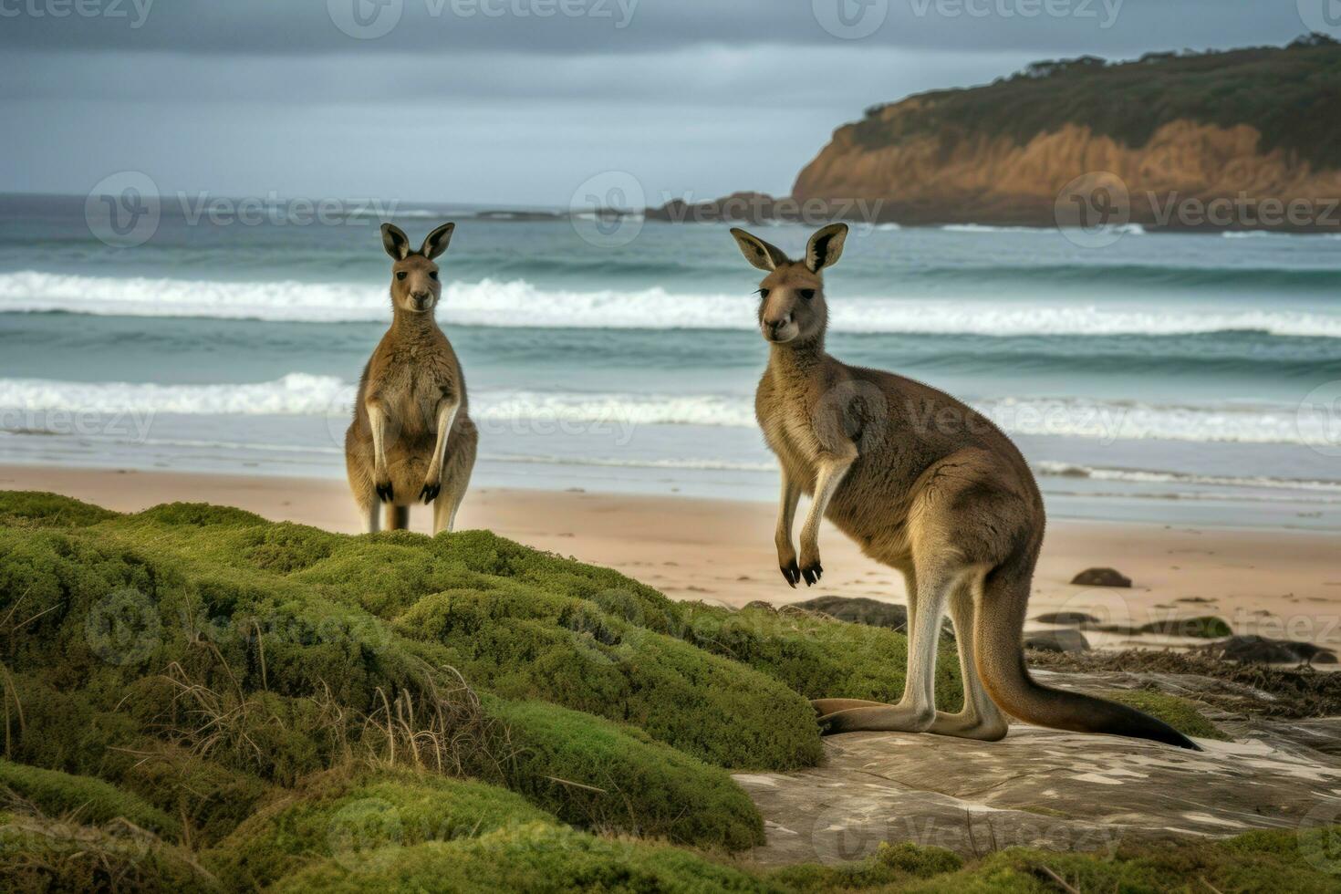 Australian kangaroos beach play. Generate Ai photo