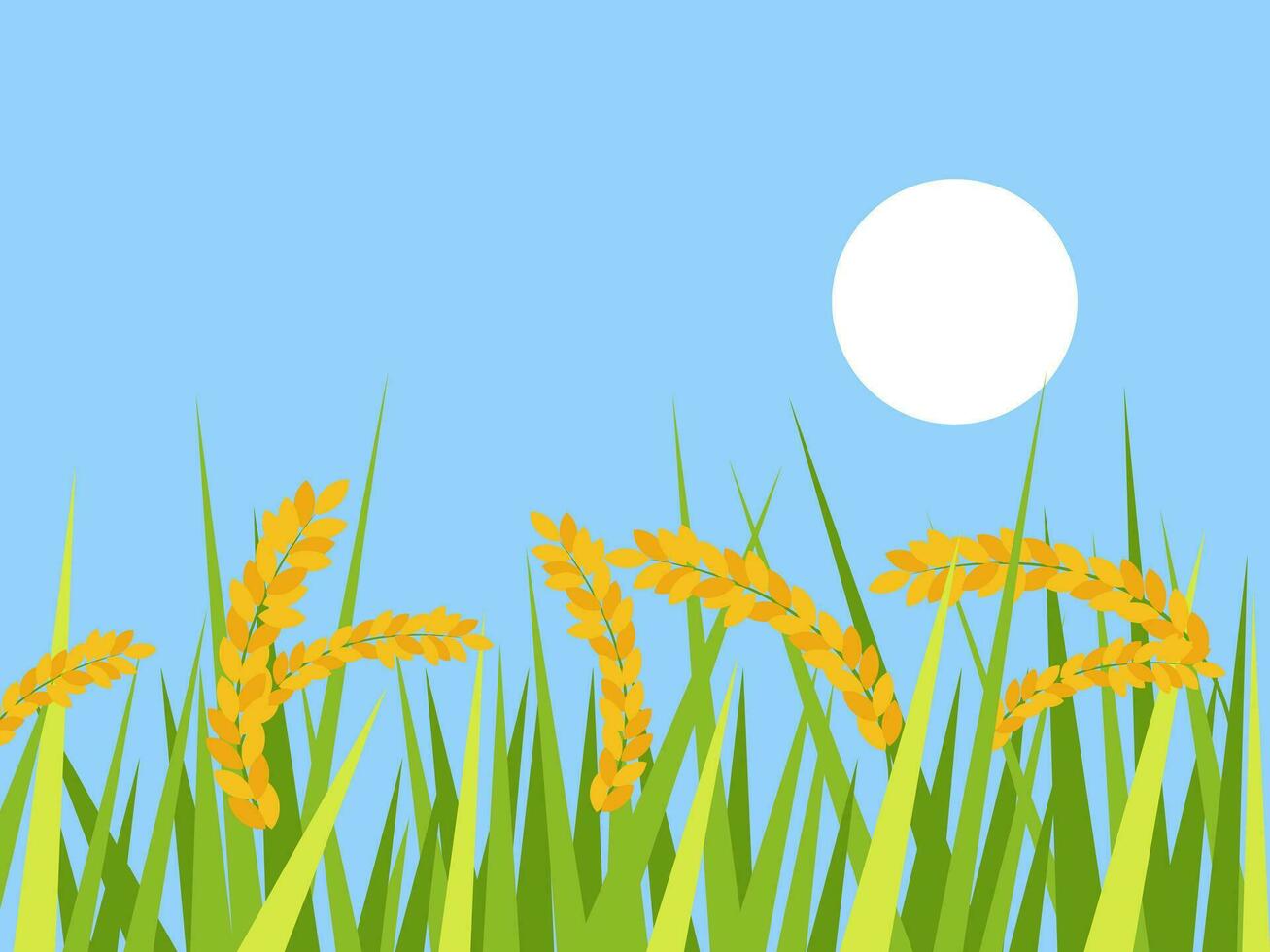 Ripe rice paddy field with sunrise vector