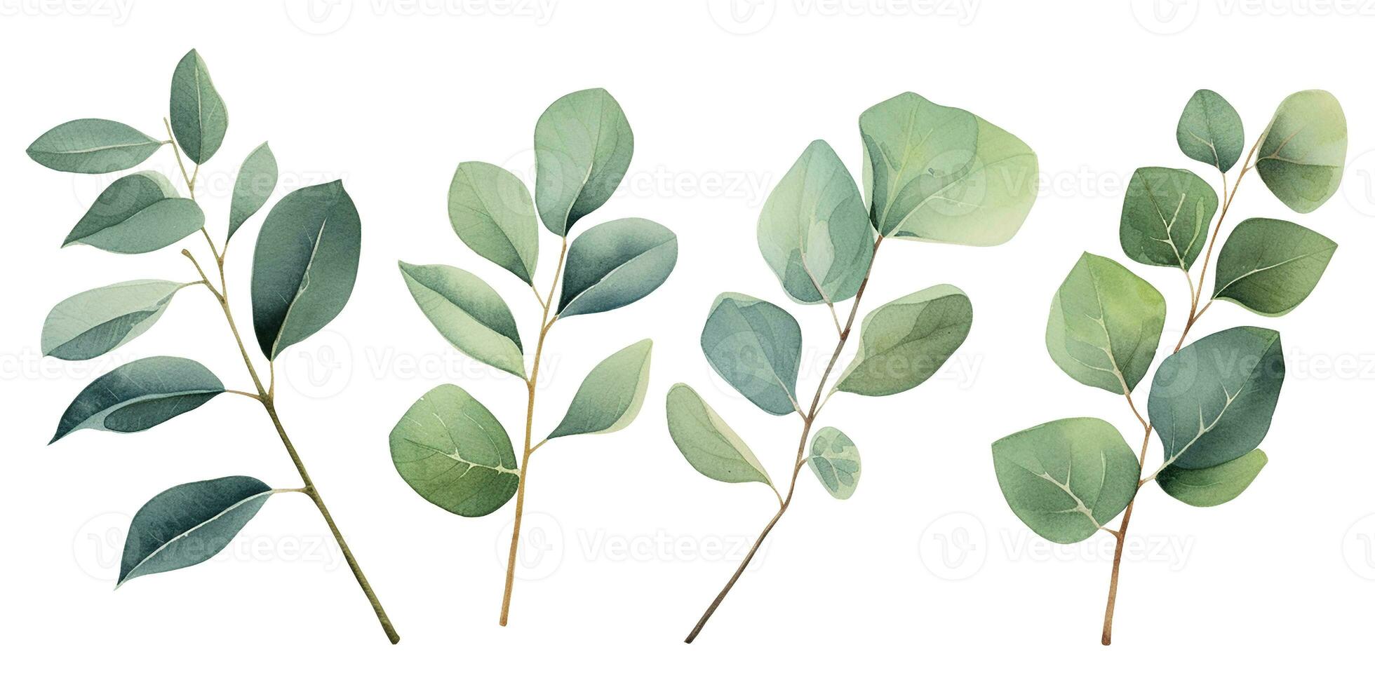 watercolor drawing, set of eucalyptus leaves. delicate illustration. AI generated photo