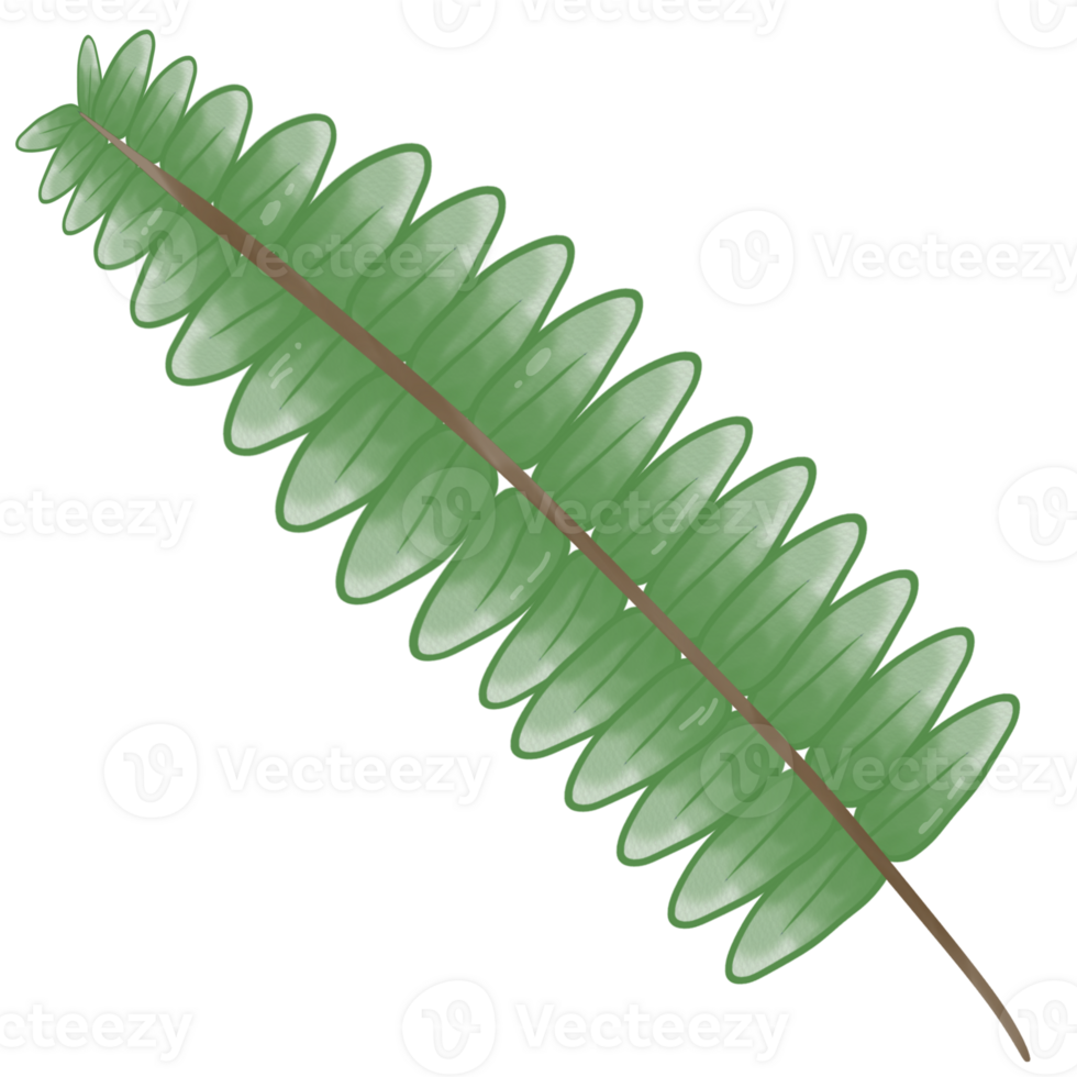 illustration of leaf and  branch png