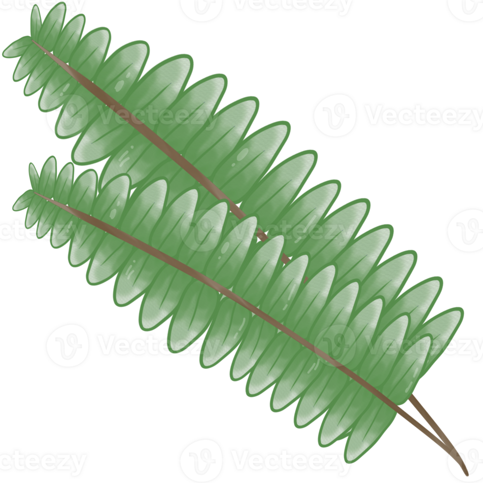 illustration of leaf and  branch png