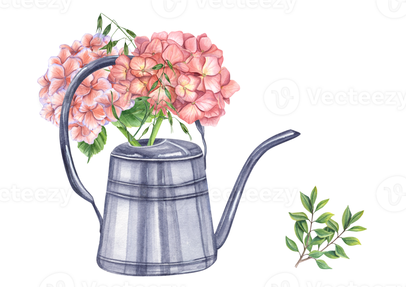 Rosa Garten Hortensie mit Grün Kräuter im metallisch glänzend Bewässerung dürfen. Blühen frisch Hortensie. Aquarell Illustration. zum das Design von Hefte, Flyer png