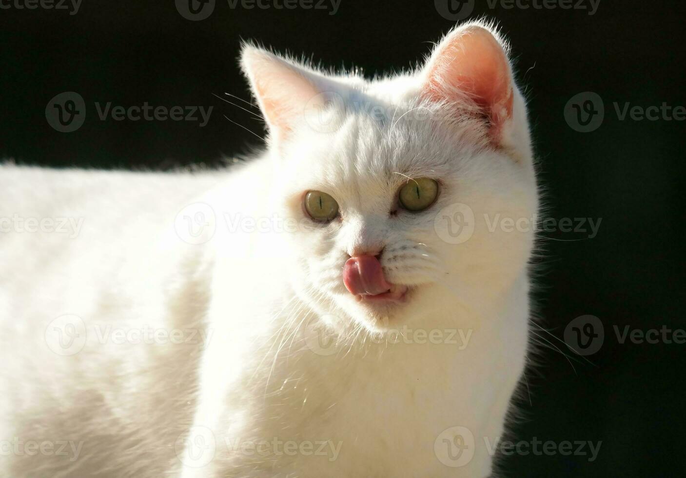 Cute Kitten is Posing in the Home Garden at Luton, England UK photo