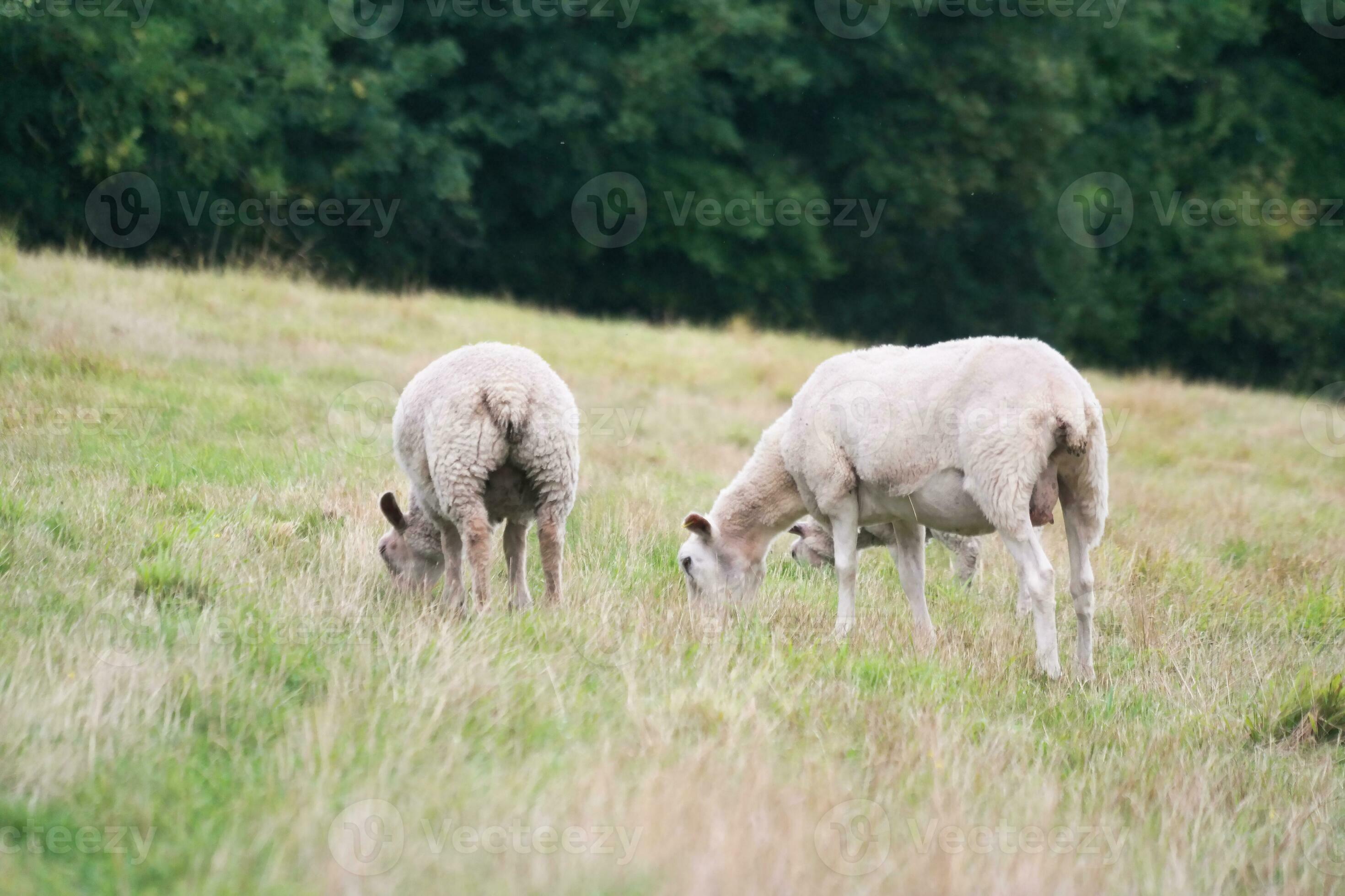 Beautiful Low Angle View of British Lamb and Sheep Farms at Upper