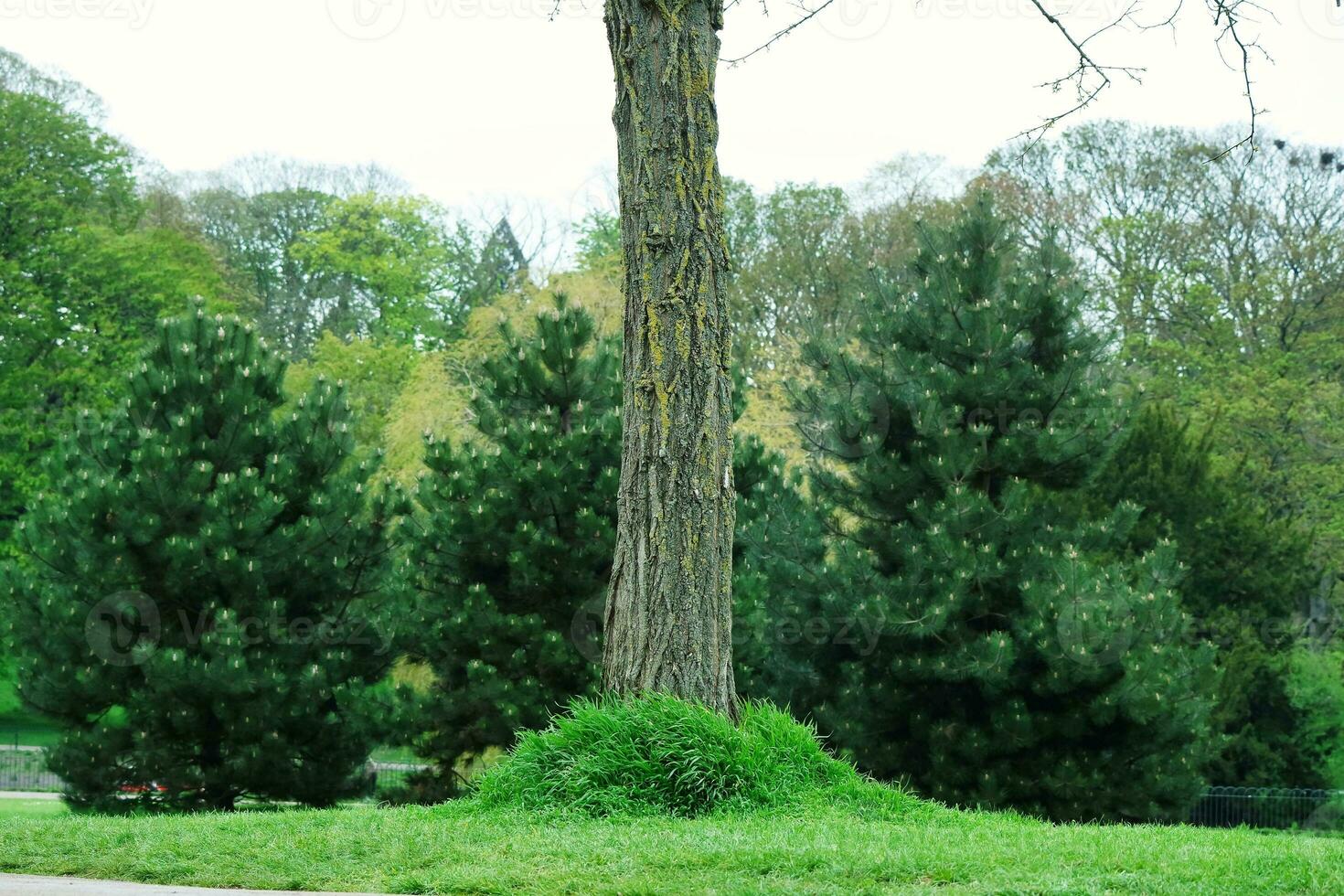 Gorgeous Low Angle View of Local Public Park of Luton England UK photo