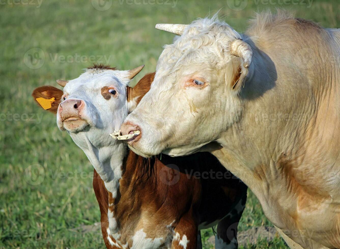 Cow and calf portrait photo