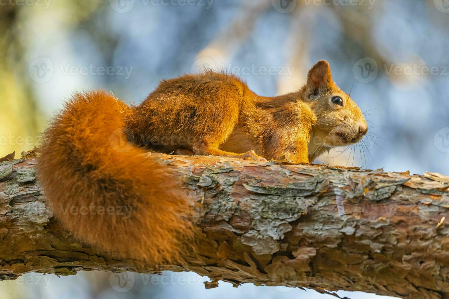 Red squirrel, sciurus vulgaris, standing on a branch photo