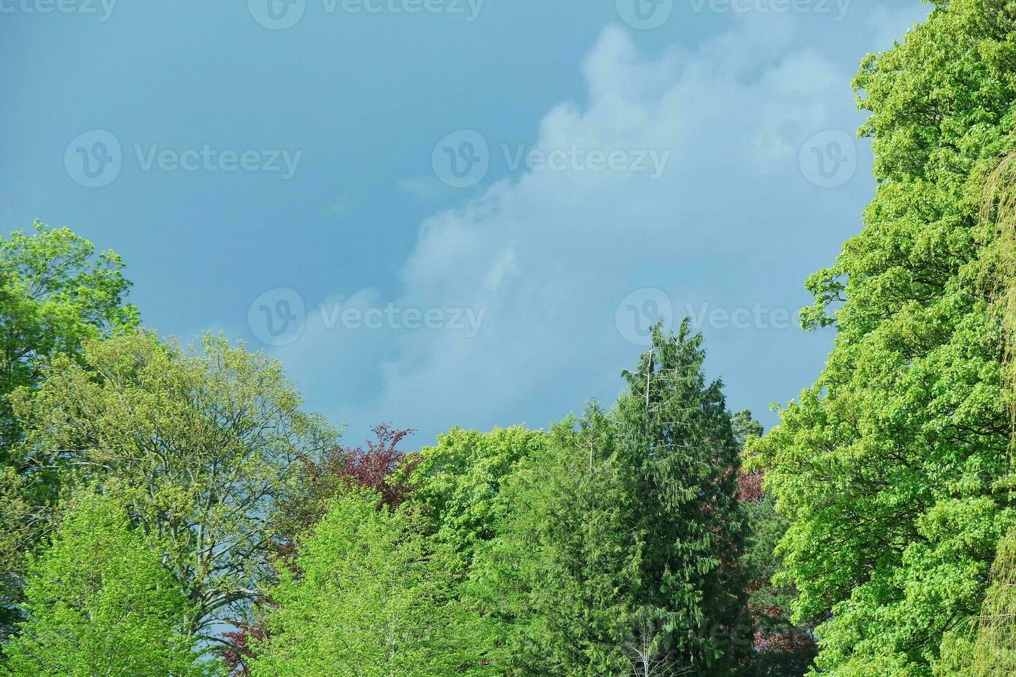 Gorgeous Low Angle View of Local Public Park of Luton England UK photo