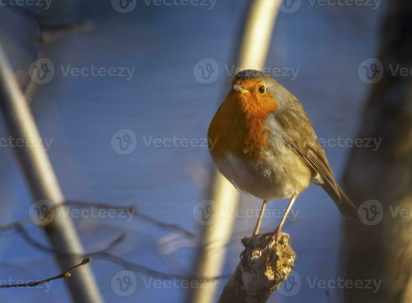 European robin, Erithacus rubecula, or robin redbreast, perched on a branch photo
