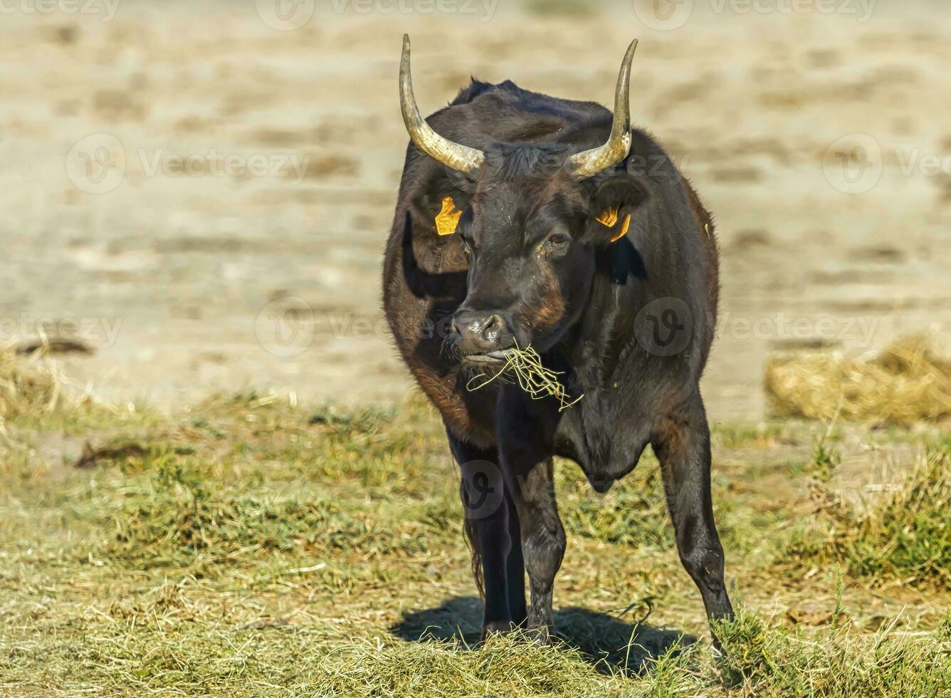 Camargue cattle breed photo