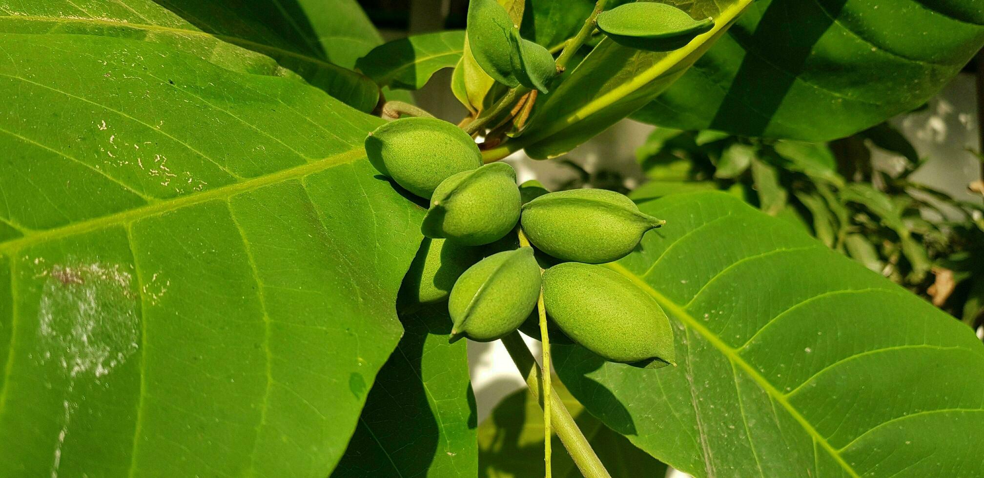 Green color and raw almond fruits on the tree. photo