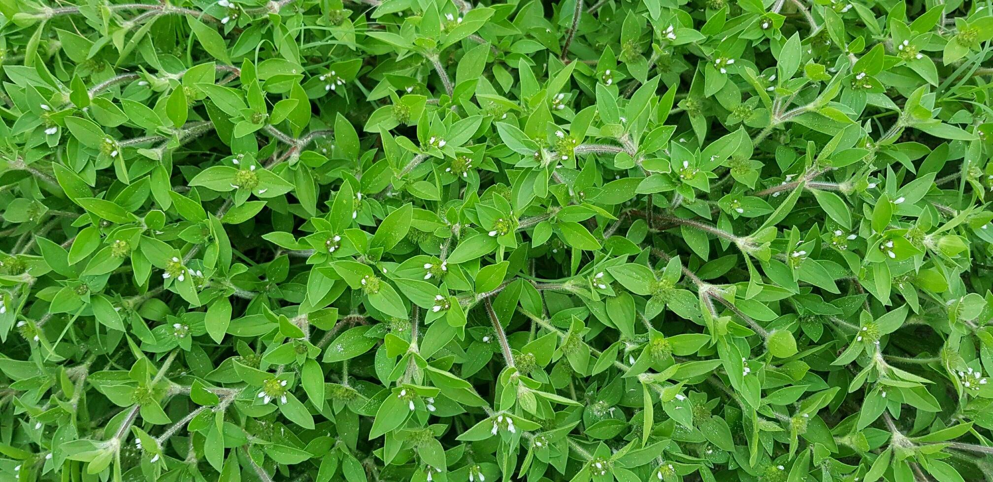 verde hojas antecedentes de pequeño salvaje planta. foto