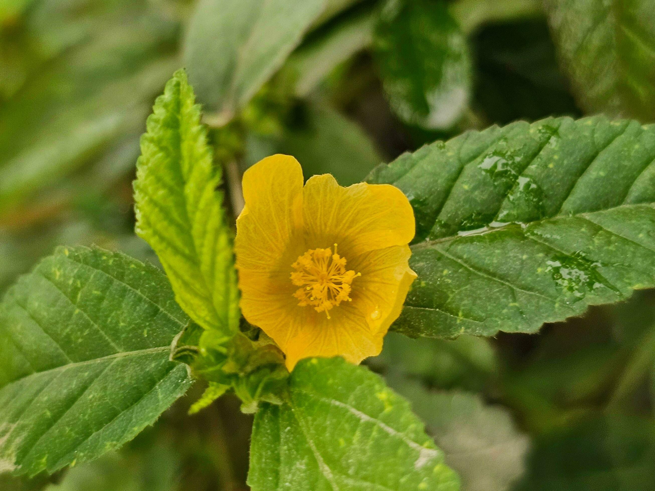 Sida cordifolia, funnel weed, small yellow flower. 30941960 Stock Photo
