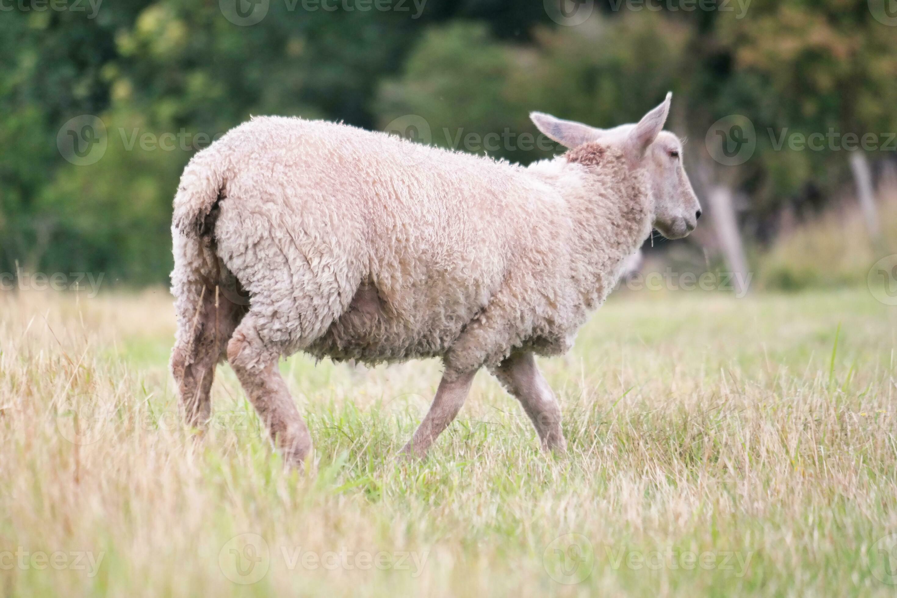Beautiful Low Angle View of British Lamb and Sheep Farms at Upper