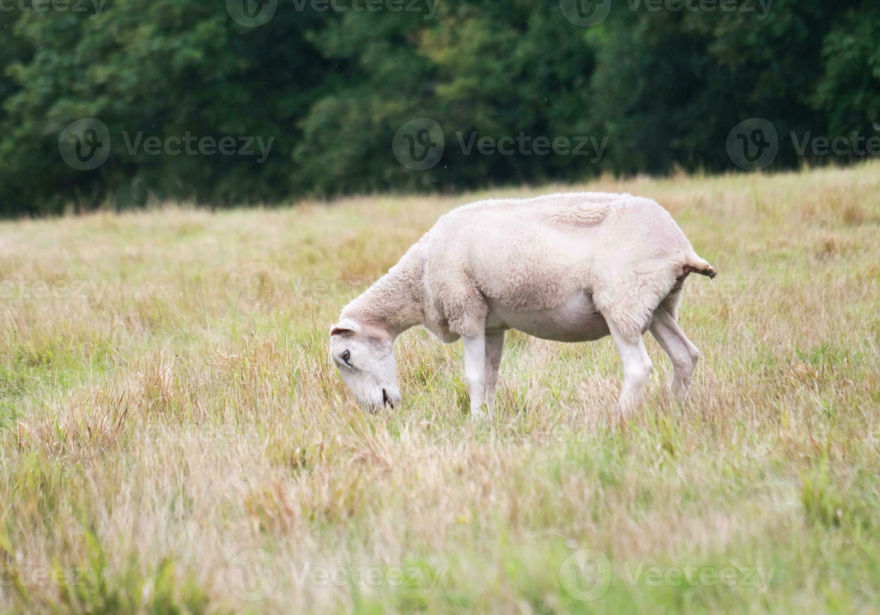 Beautiful Low Angle View of British Lamb and Sheep Farms at Upper