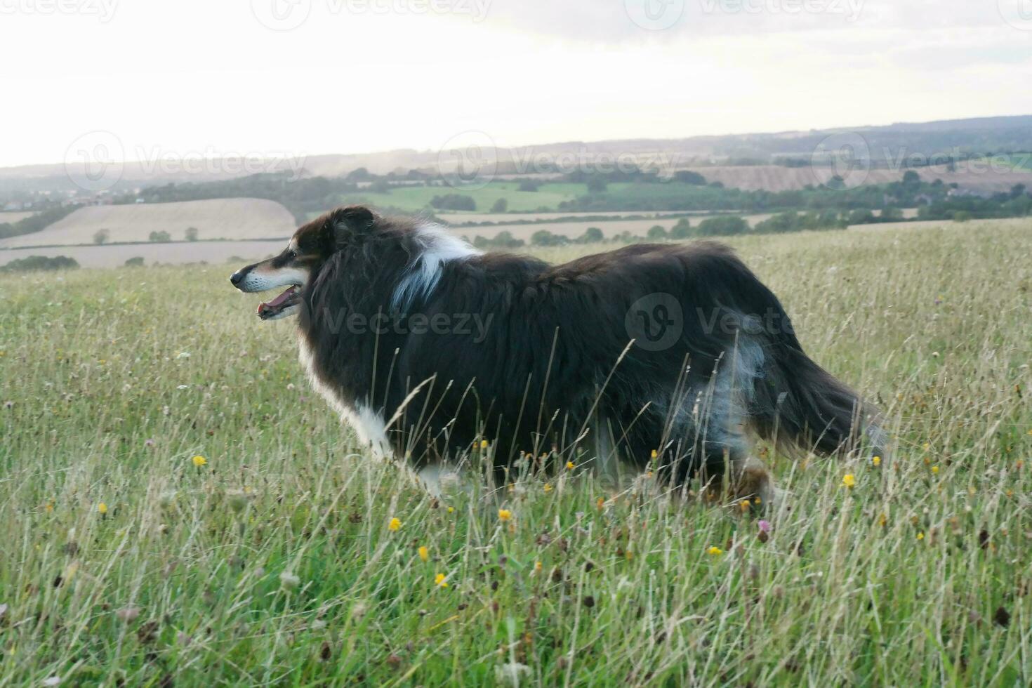 Black and White Dog with Long Hairs on Evening Walk at Countryside of England UK photo