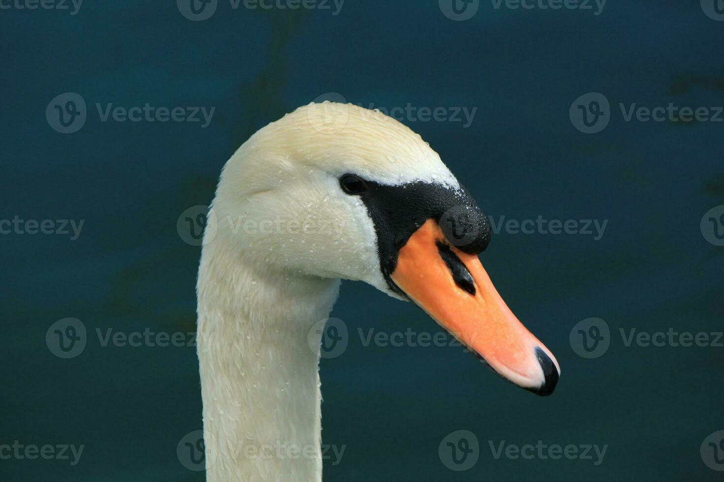 Head of a swan photo