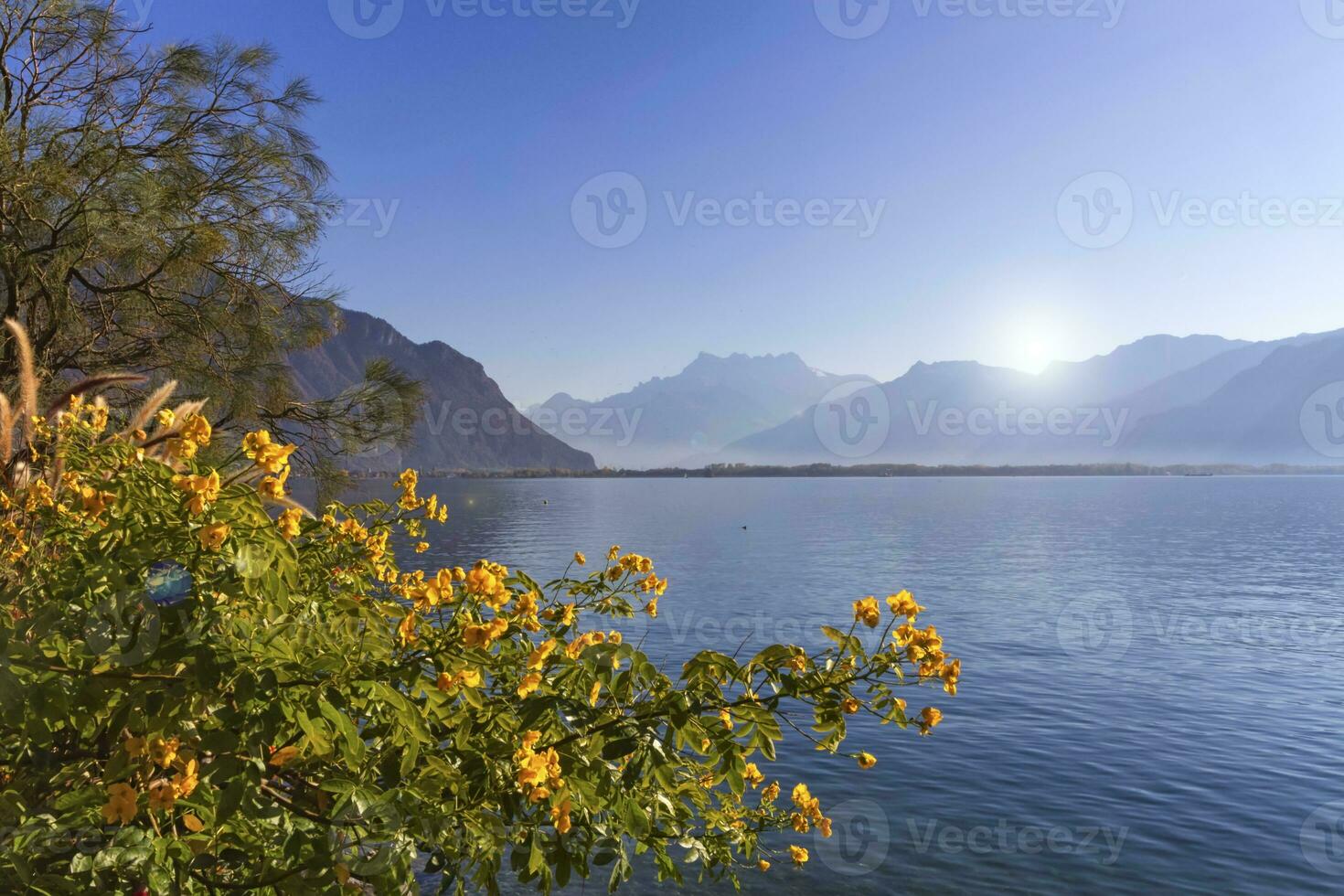 Flowers at Geneva lake, Montreux, Switzerland photo