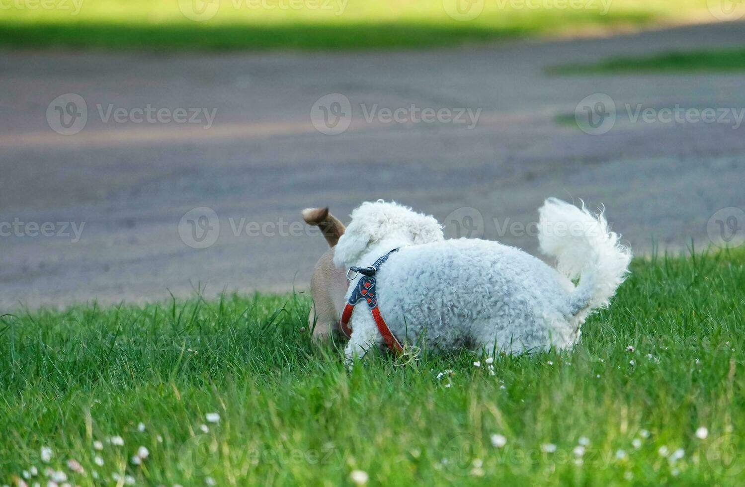 Cute Pet Dog on Walk at Local Public Park of London England UK. photo