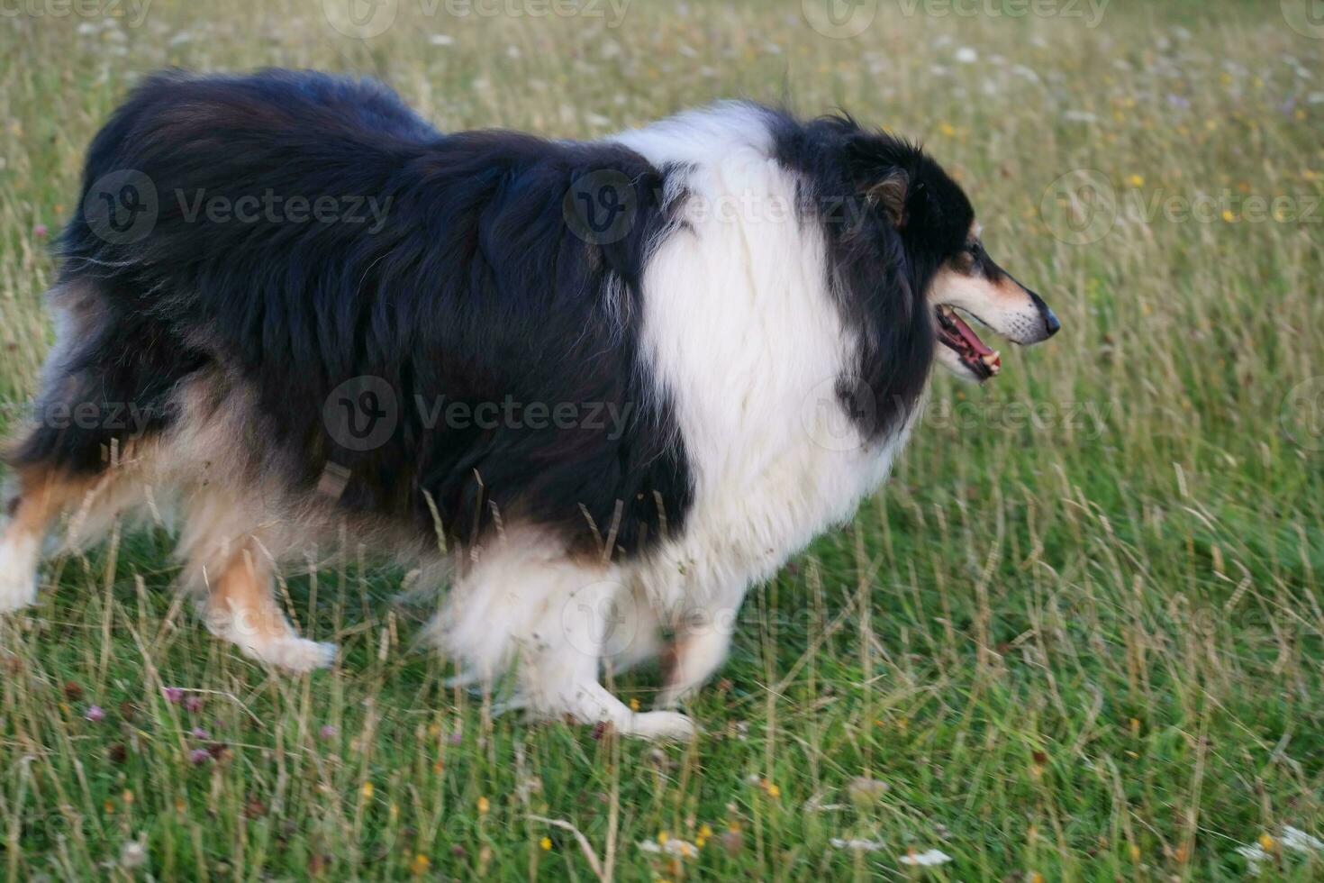 Black and White Dog with Long Hairs on Evening Walk at Countryside of England UK photo