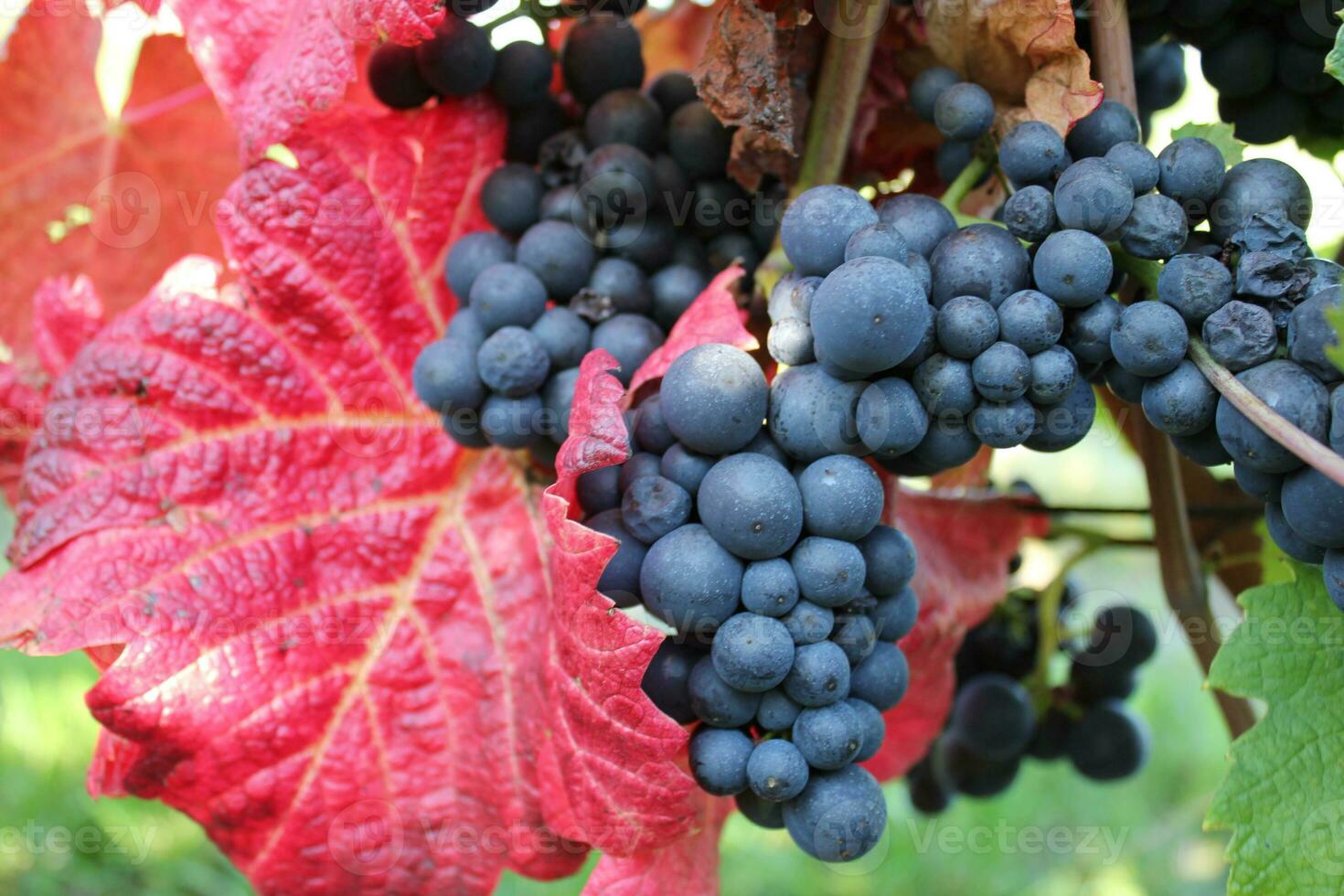 Black grapevine in autumn photo