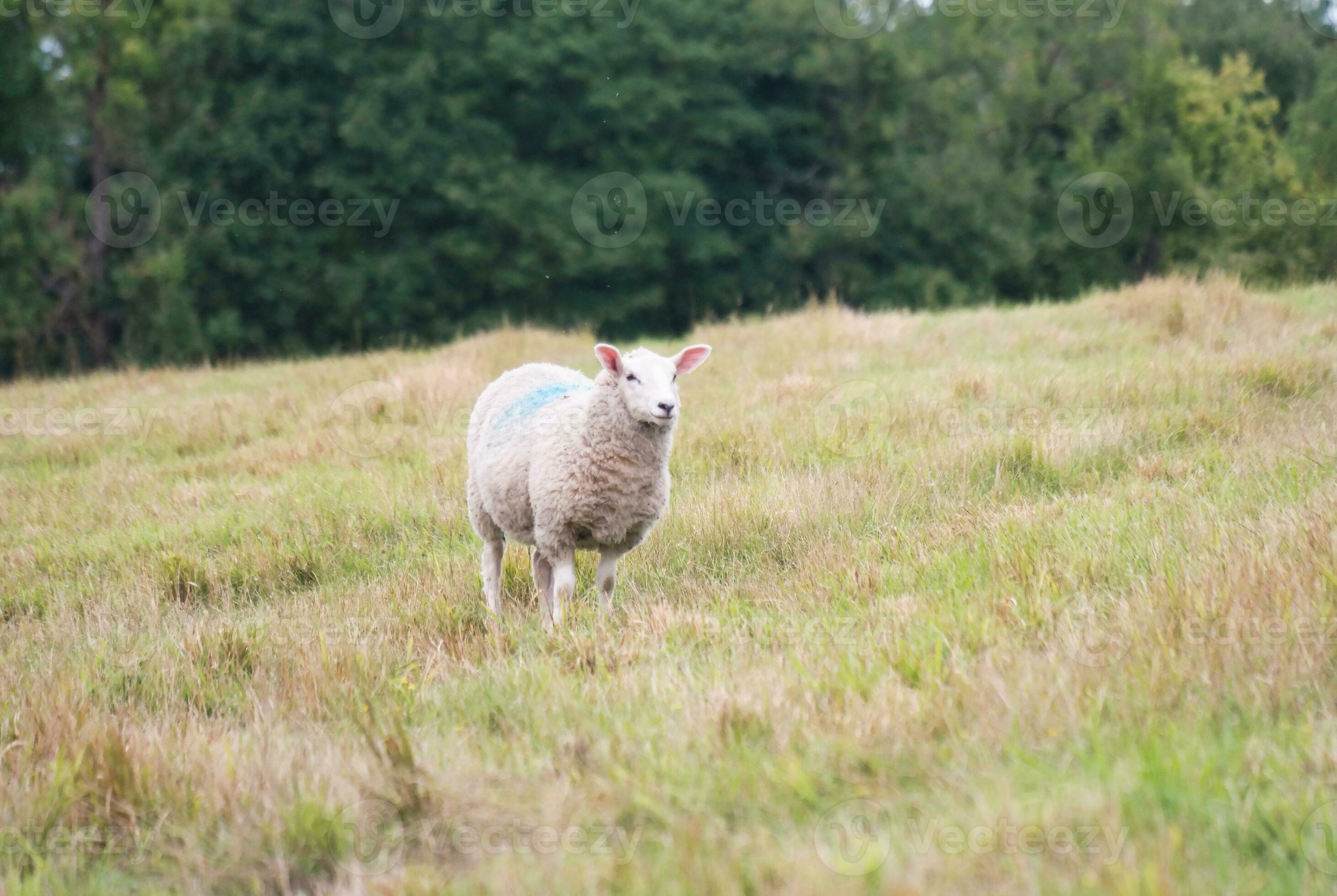 Beautiful Low Angle View of British Lamb and Sheep Farms at Upper