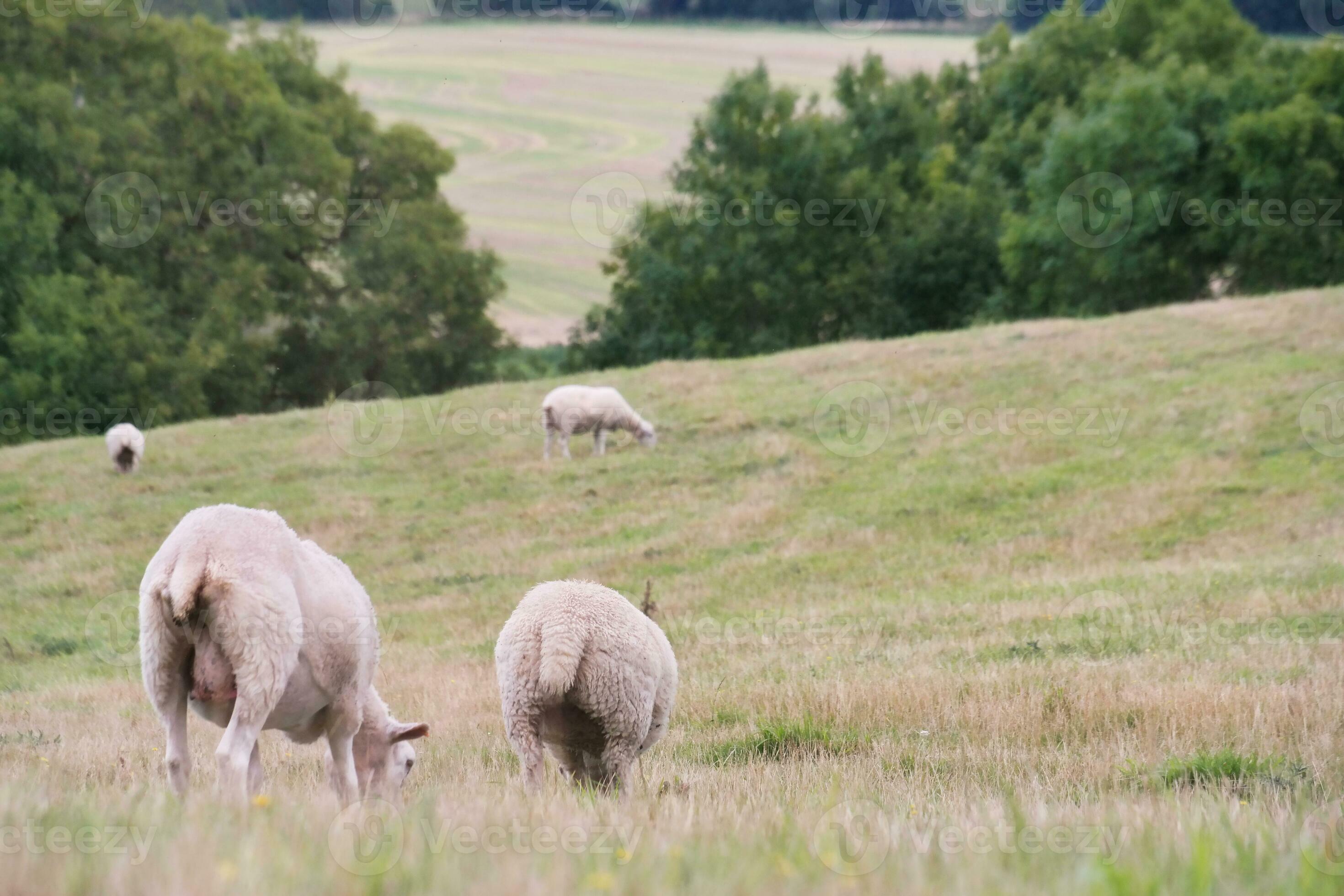 Beautiful Low Angle View of British Lamb and Sheep Farms at Upper