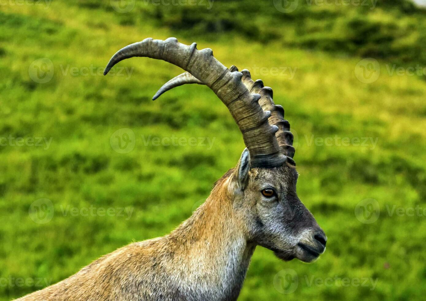 Male wild alpine, capra ibex, or steinbock photo