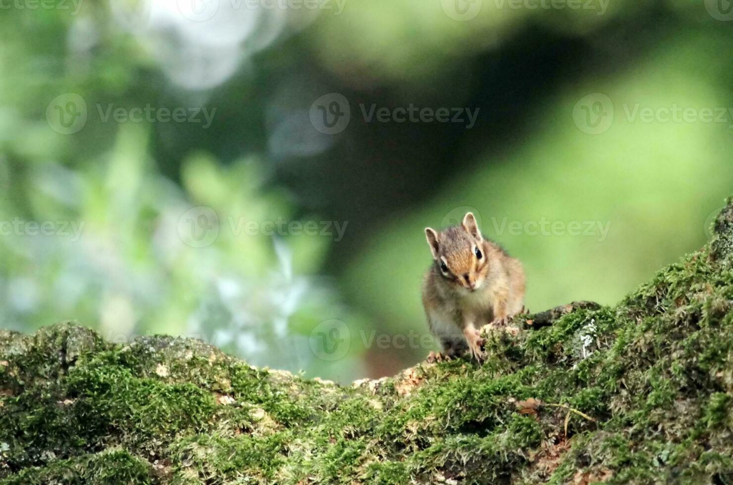 Chipmunk on the tree photo