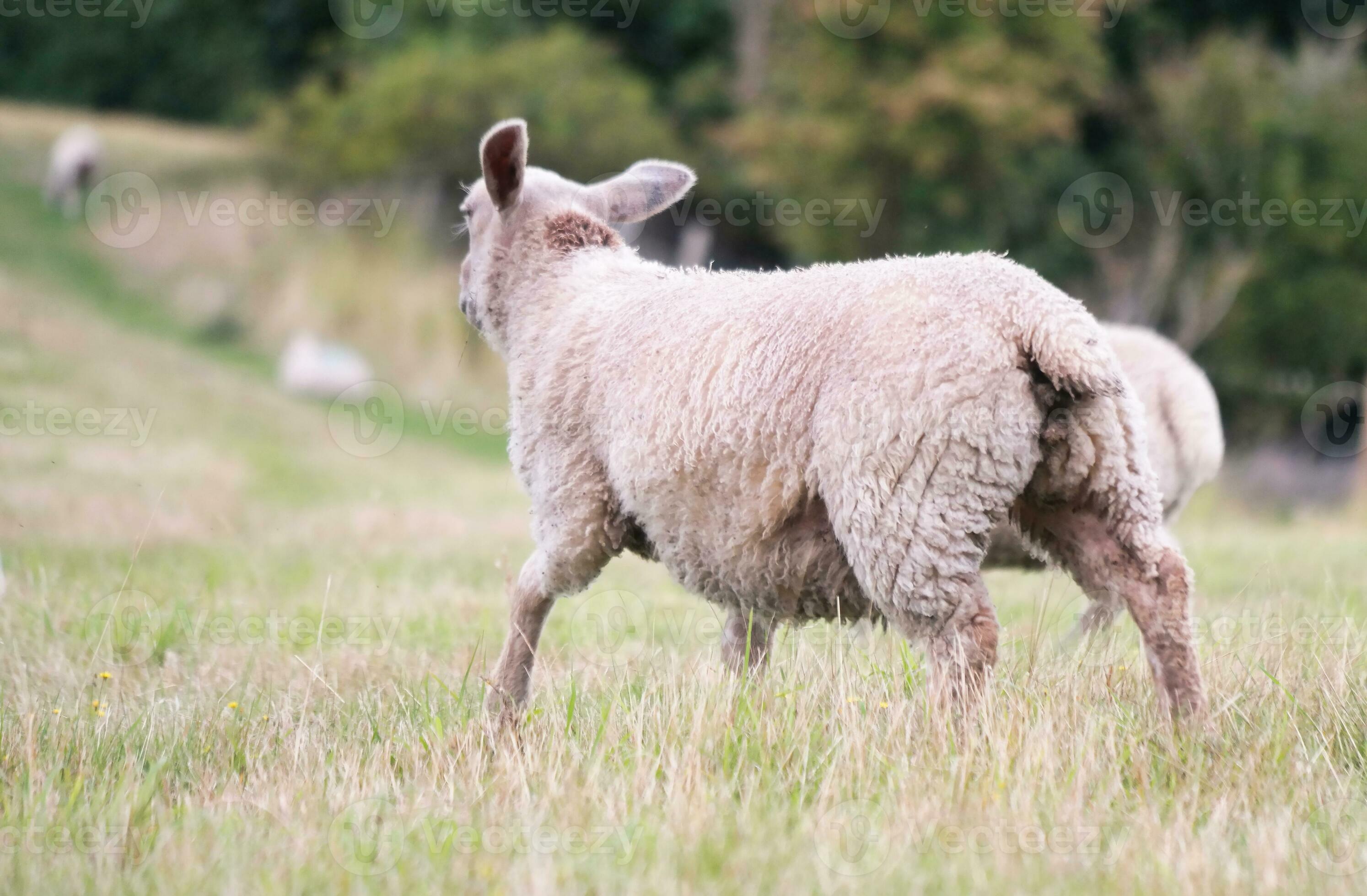 Beautiful Low Angle View of British Lamb and Sheep Farms at Upper