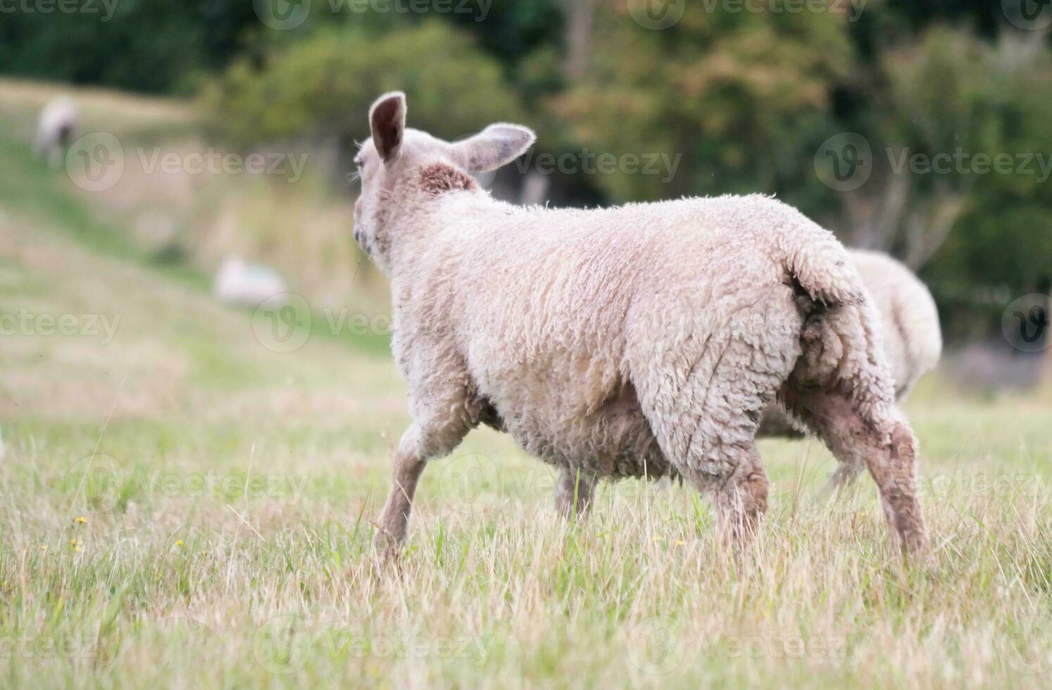 Beautiful Low Angle View of British Lamb and Sheep Farms at Upper Sundon Park Luton, England UK. Image Was captured on August 15th, 2023 during sunset at Countryside of UK photo