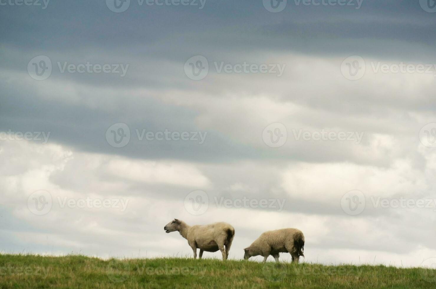 Beautiful Low Angle View of British Lamb and Sheep Farms at Upper Sundon Park Luton, England UK. Image Was captured on August 15th, 2023 during sunset at Countryside of UK photo