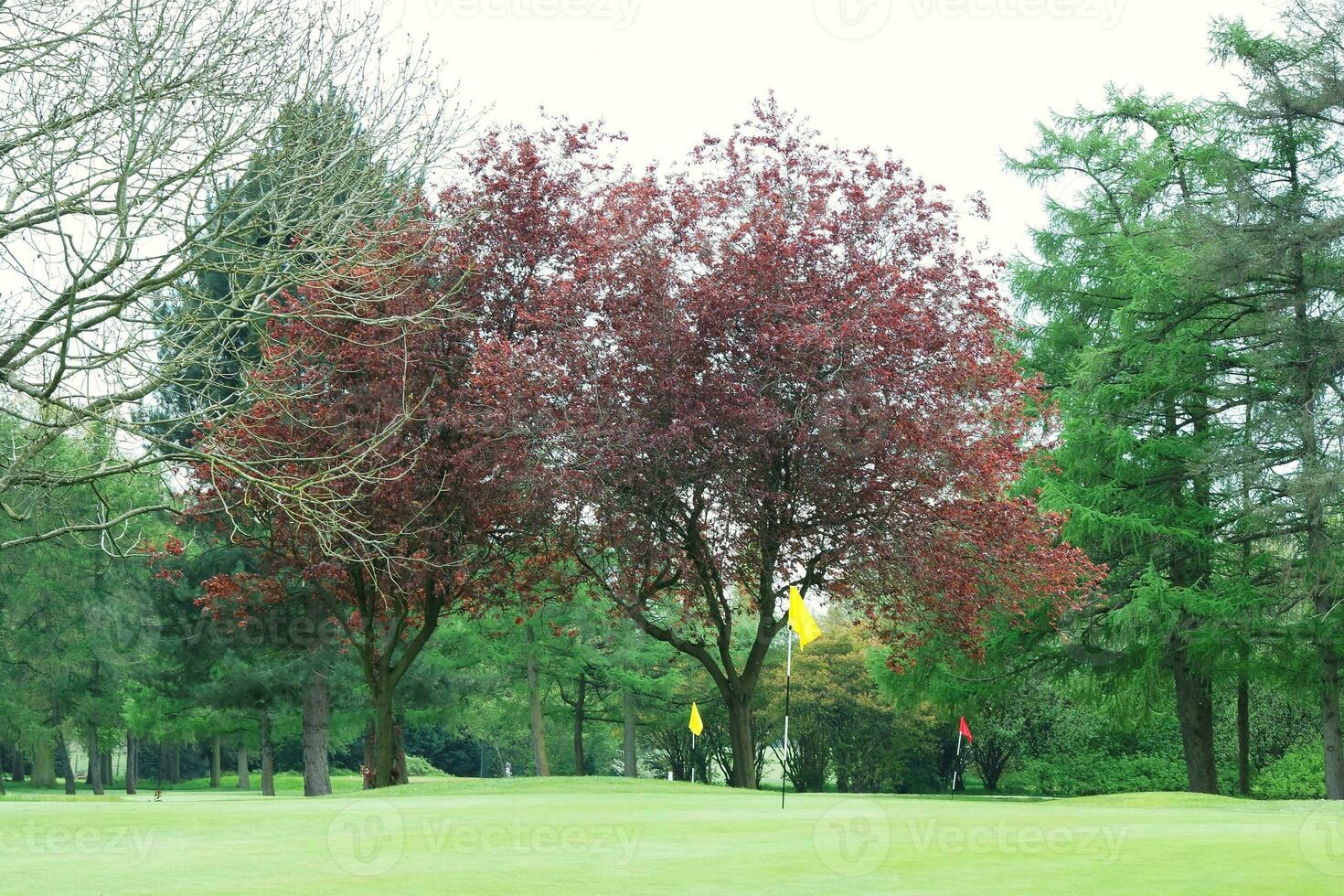 Gorgeous Low Angle View of Local Public Park of Luton England UK photo