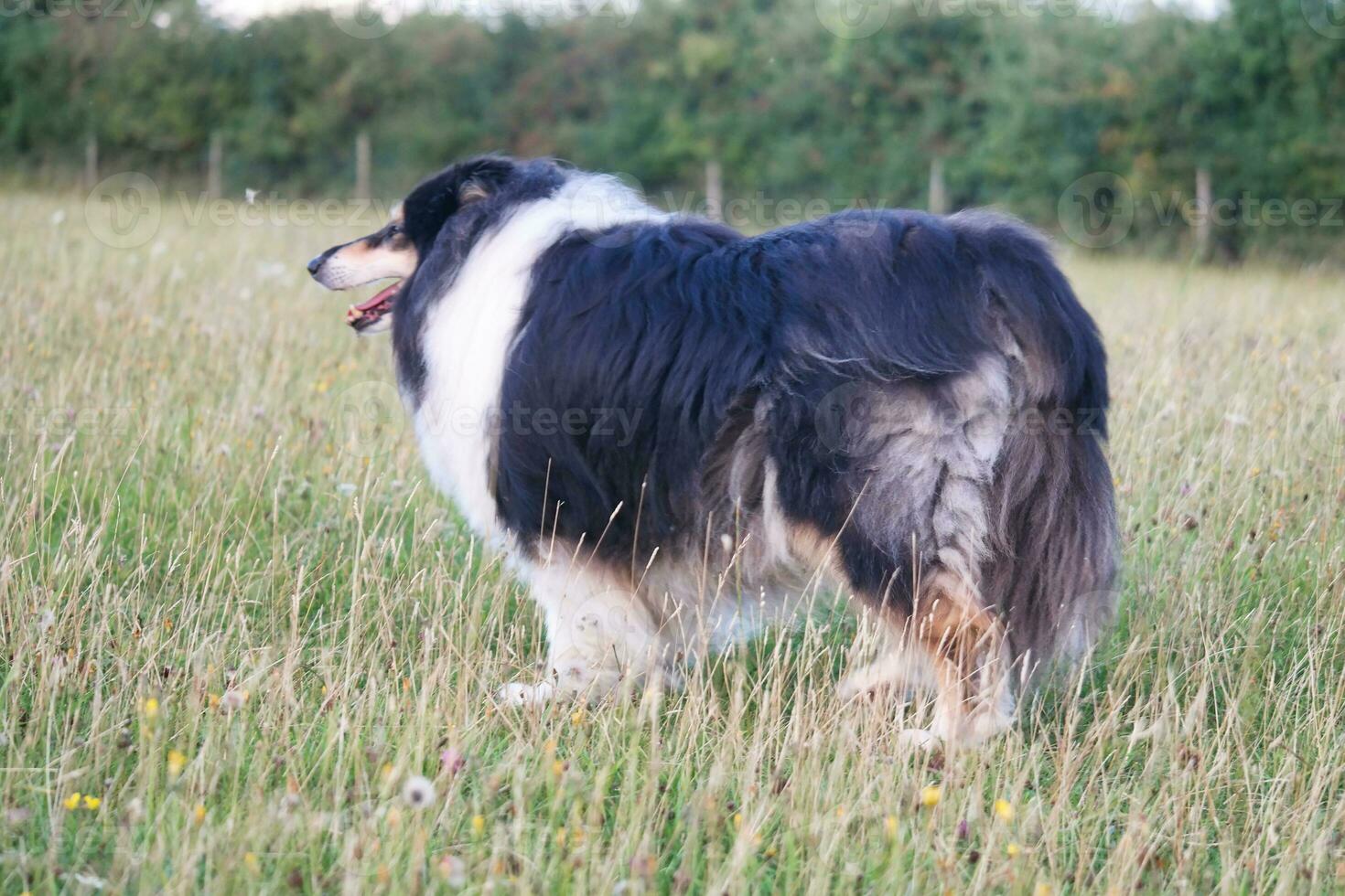 Black and White Dog with Long Hairs on Evening Walk at Countryside of England UK photo