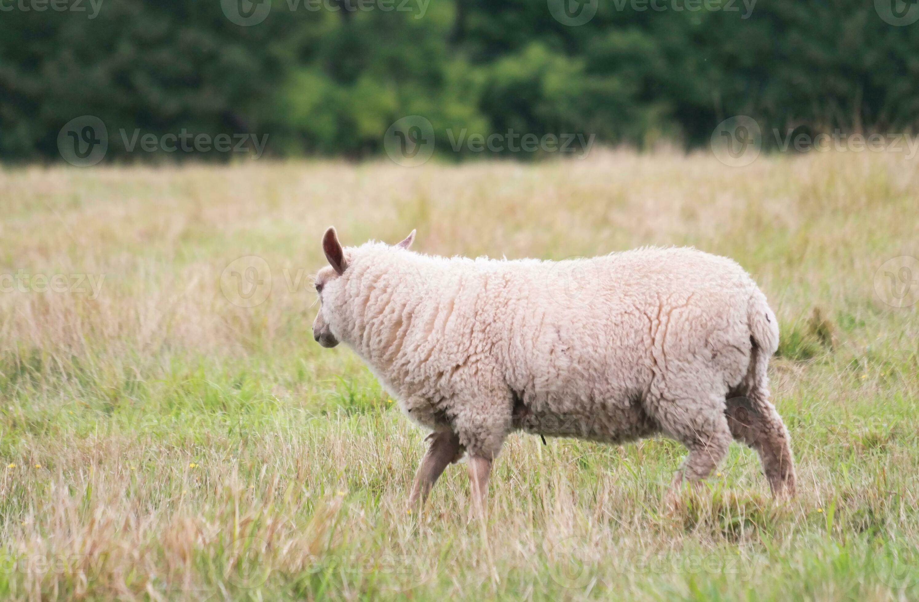 Beautiful Low Angle View of British Lamb and Sheep Farms at Upper
