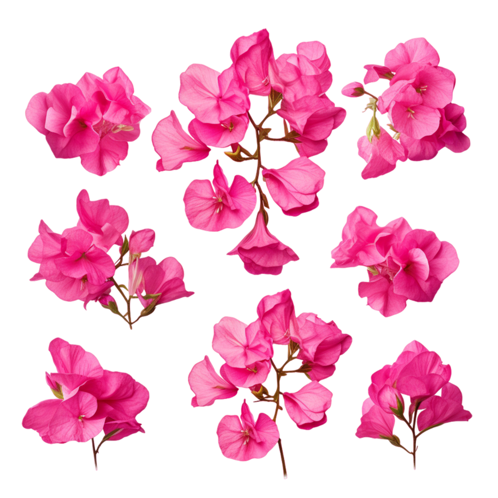 Set of five pink Mediterranean Bougainvillea flowers ai generative png