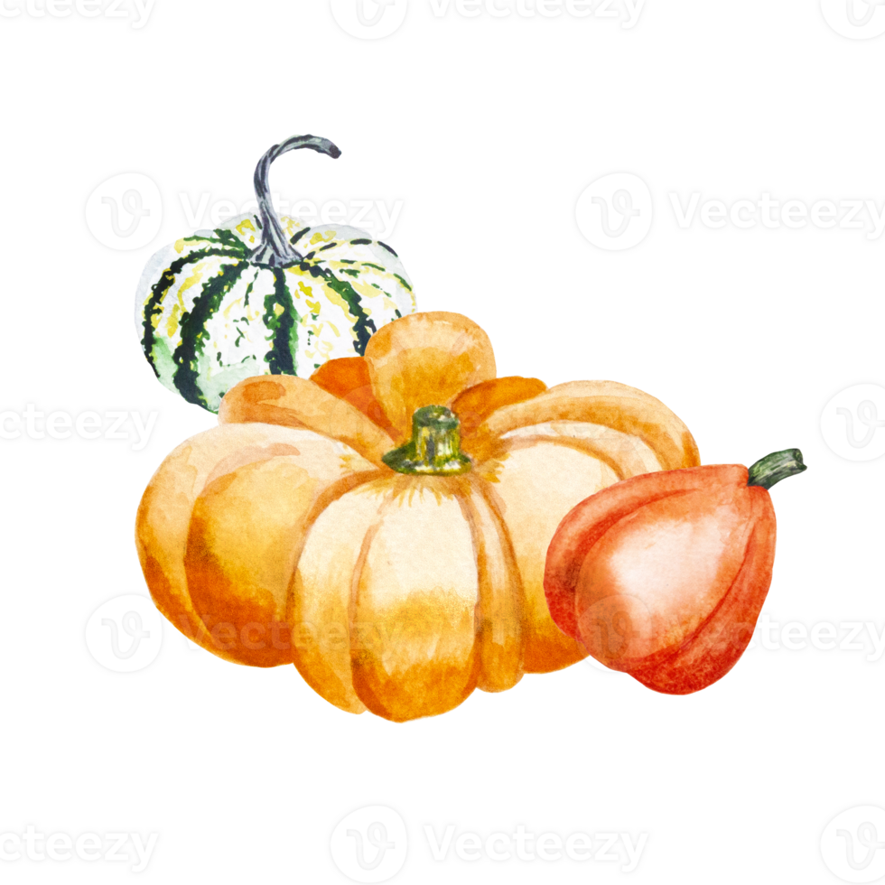 Composition of pumpkins. Watercolor illustration of bright pumpkins. Illustration with vegetables png