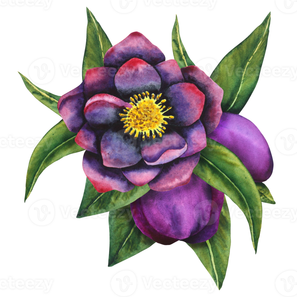 Hellebore black. Watercolor botanical flower and bud of black and purple flowers with leaves. Hand drawing for cards, invitations, textiles and paper products png