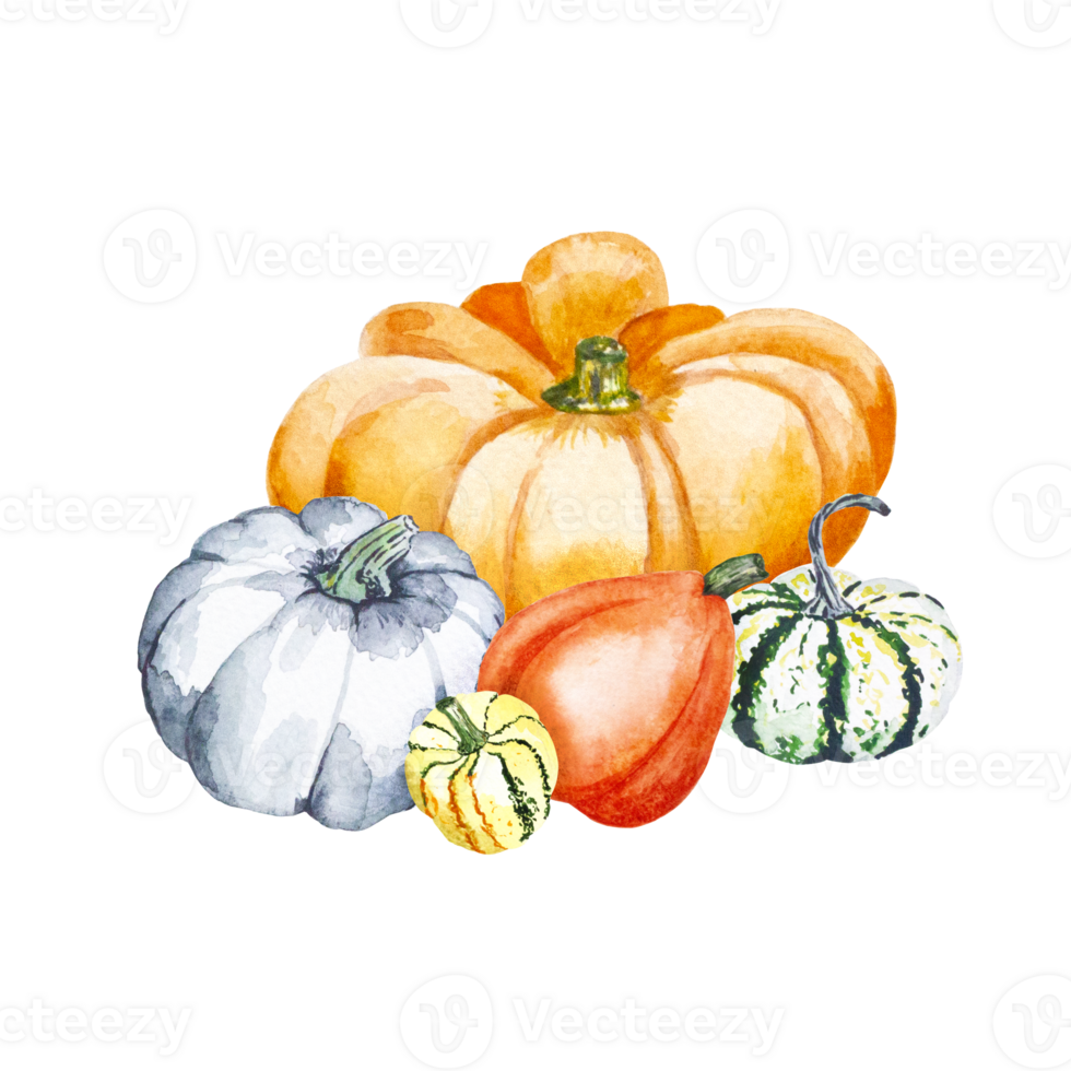 Composition of pumpkins. Watercolor illustration of bright pumpkins. Illustration with vegetables png