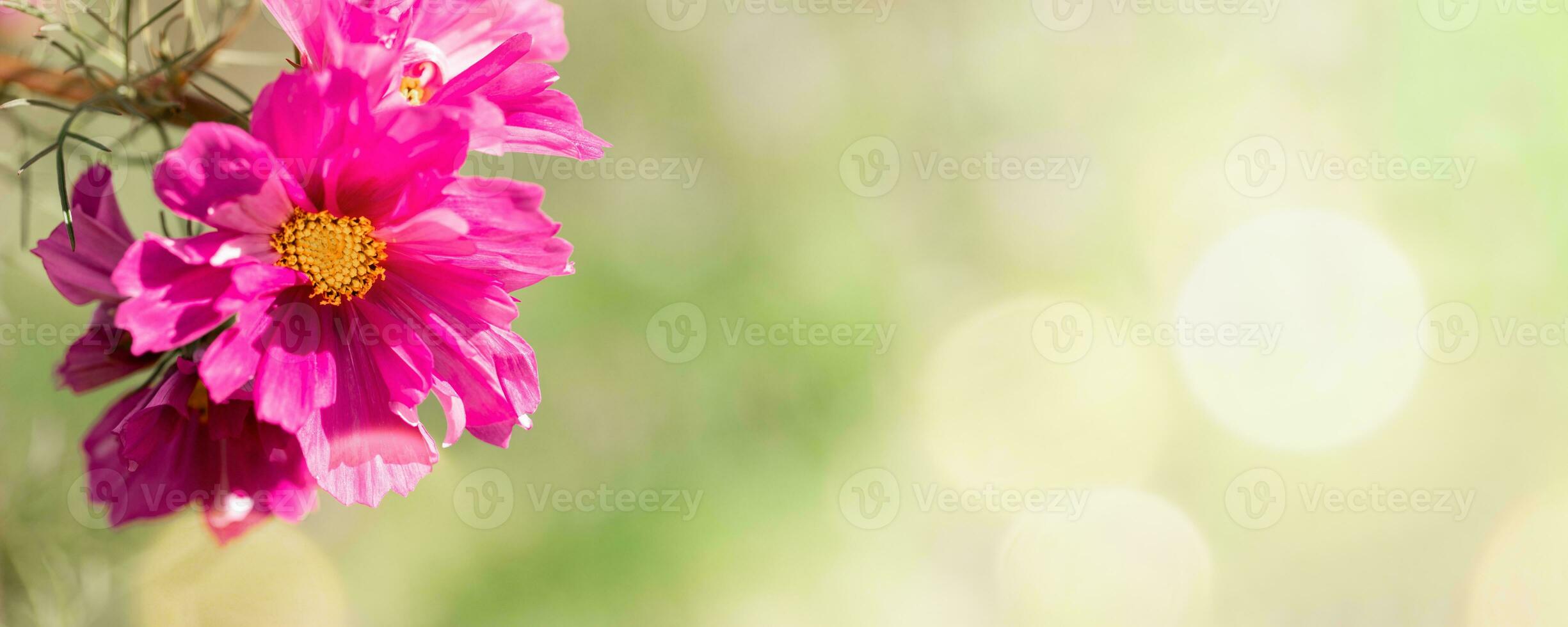 Sunlit one pink daisy or cosmea flower close up on green blurred backdrop. Floral banner. Copy space photo