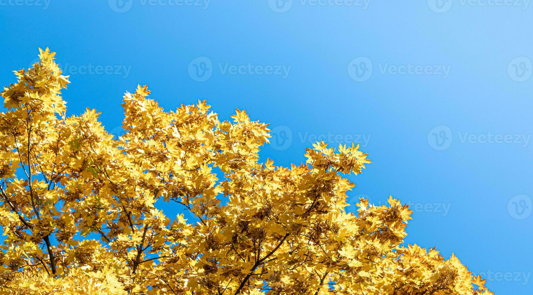 Sunlit maple tree branches with yellow leaves on blue sky background with copy space. photo