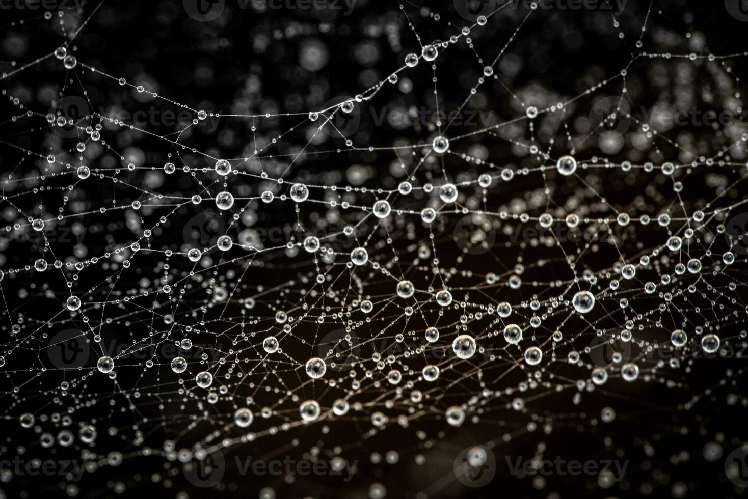 Water drops, droplets stuck on a cobweb after rain photo