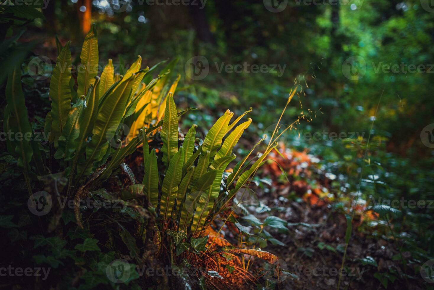 selva me gusta descuidado bosque en primavera cerca a brillante, este sussex, Reino Unido foto