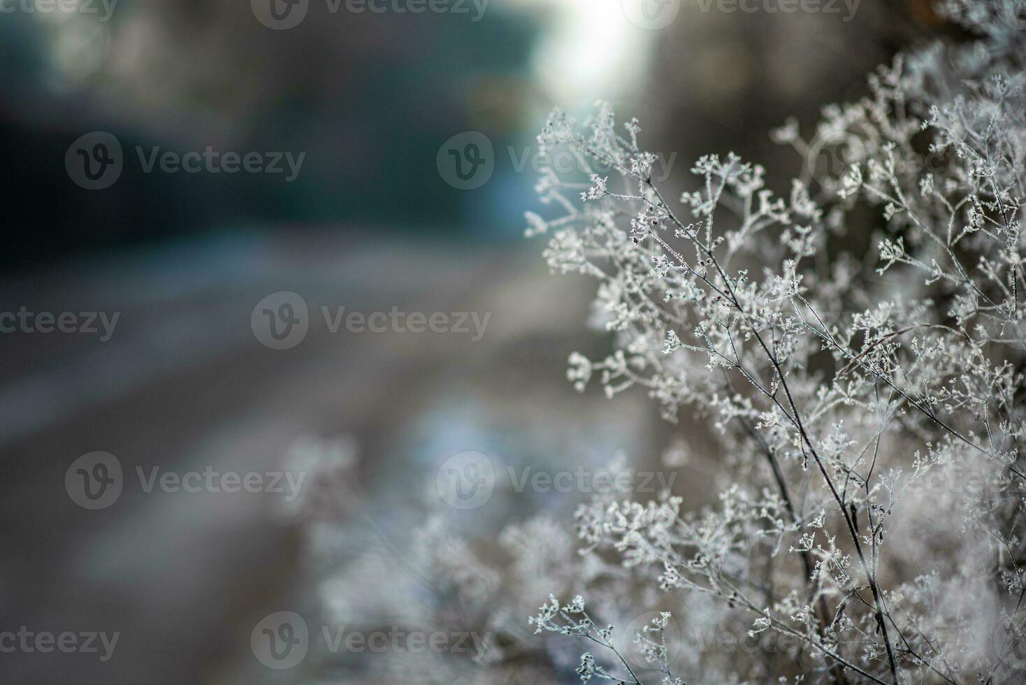 último leafe congelado en tarde luz de sol foto