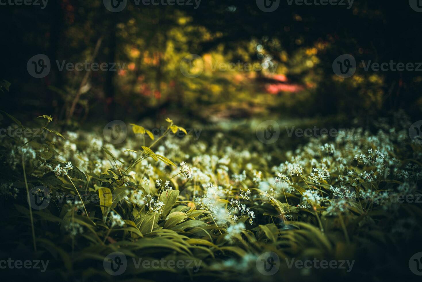 selva me gusta descuidado bosque en primavera cerca a brillante, este sussex, Reino Unido foto